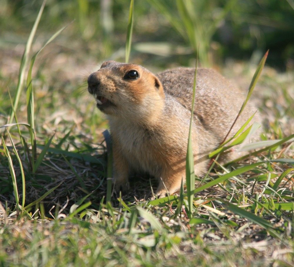 Фотография автора Татьяна Шебаршенко