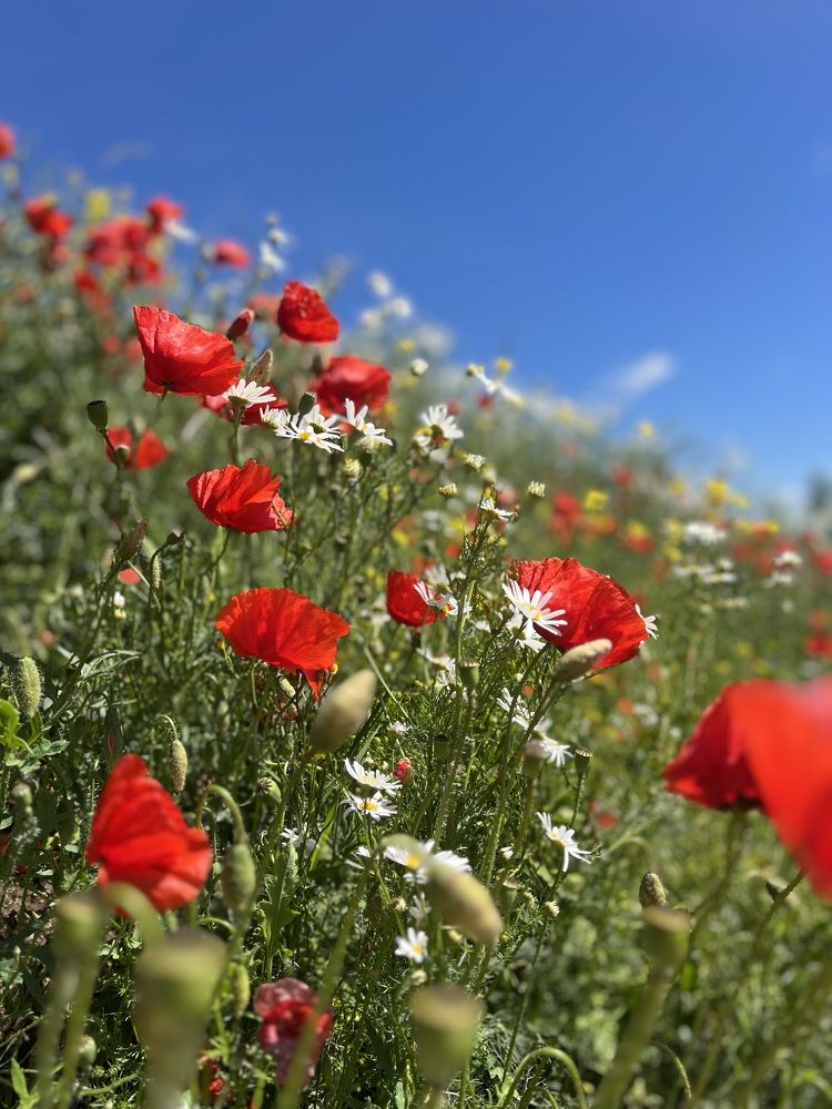 Photograph by Natalja Kimask