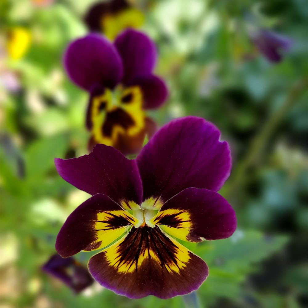 Photograph by Анжелика Соловьева