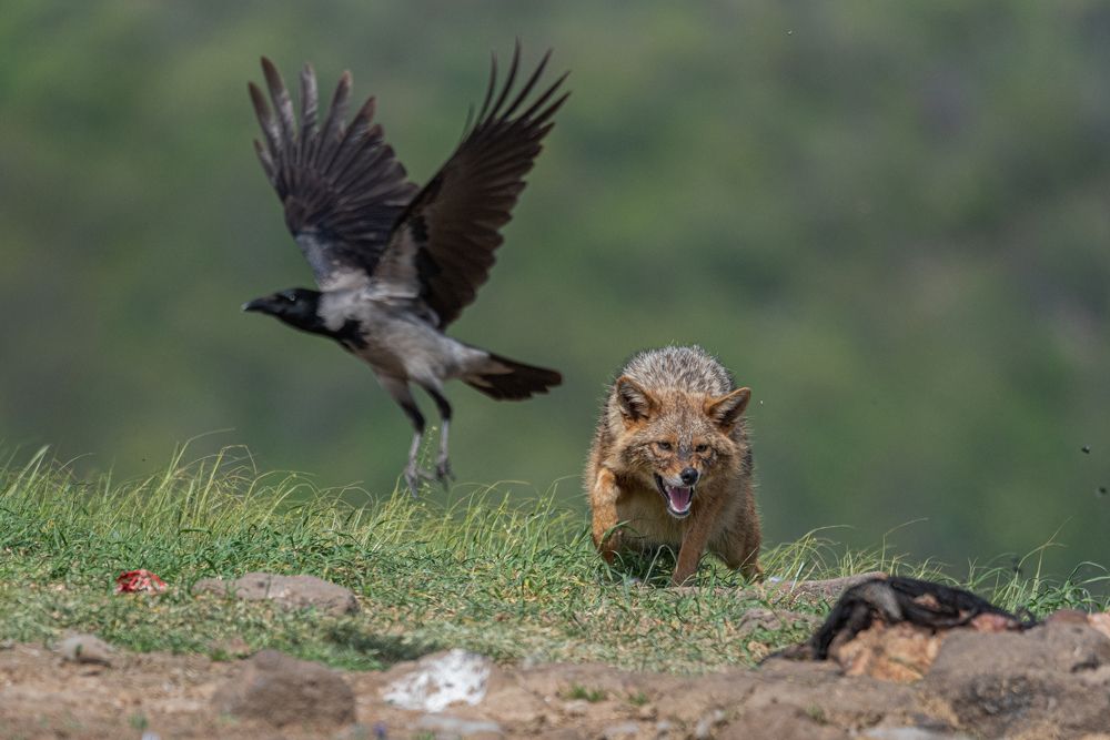 Photograph by Елена Караилиева