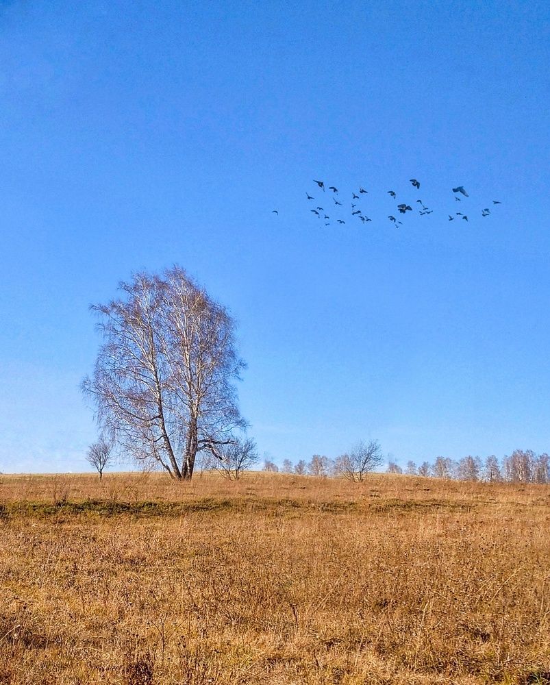 Осень. Птицы в стаи собираются...