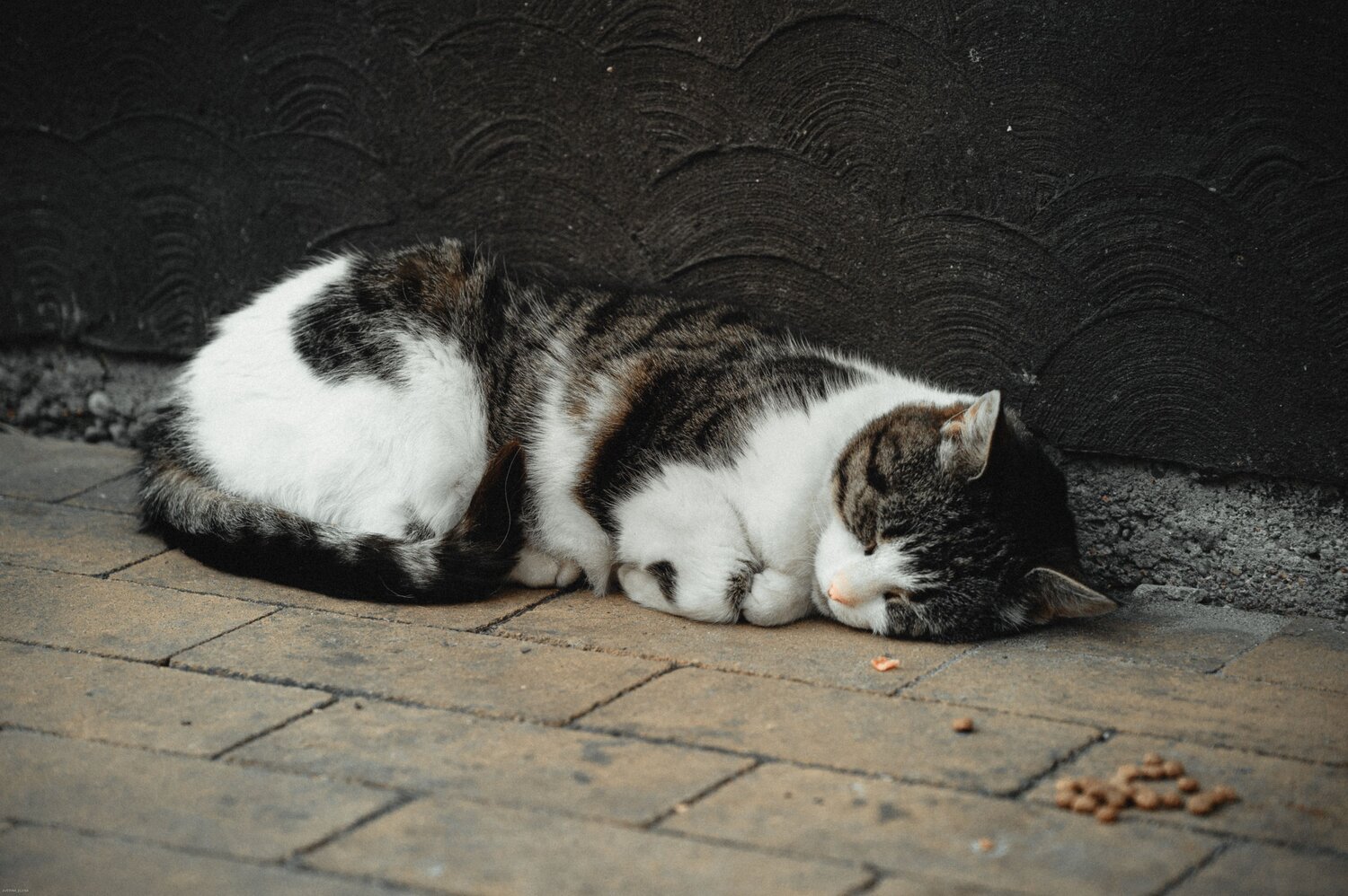 Photo #10745464