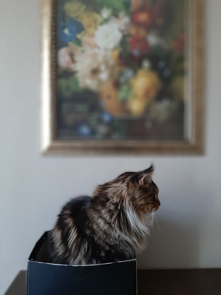 Sir Edward, The Maine Coon