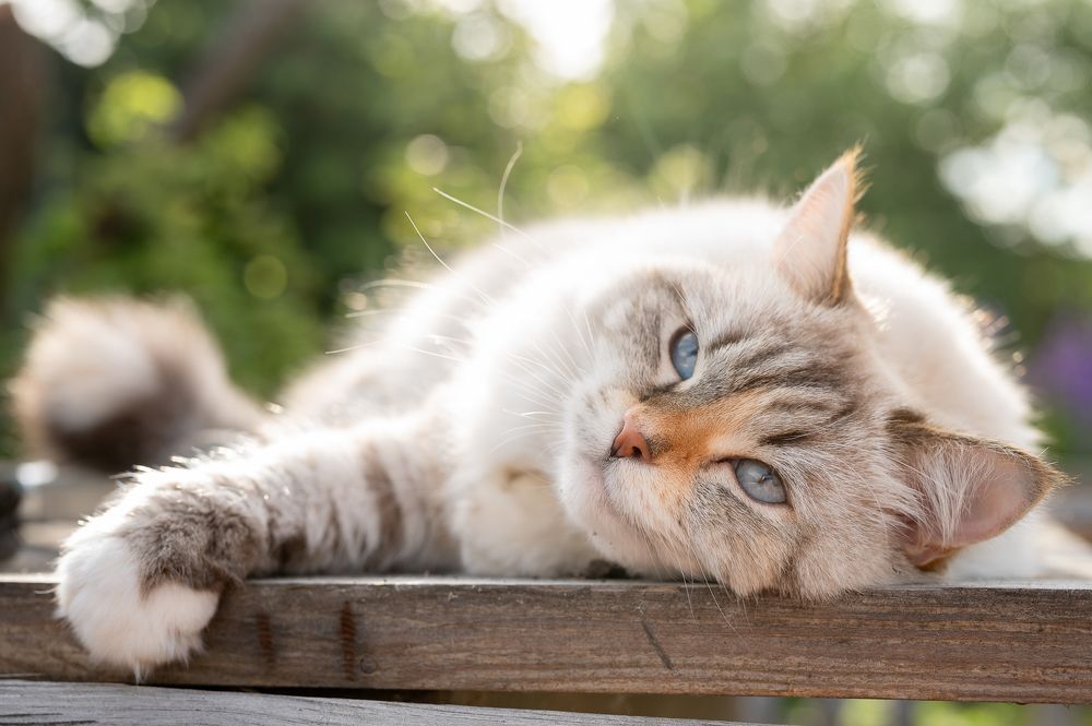 Photograph by Екатерина Каминская