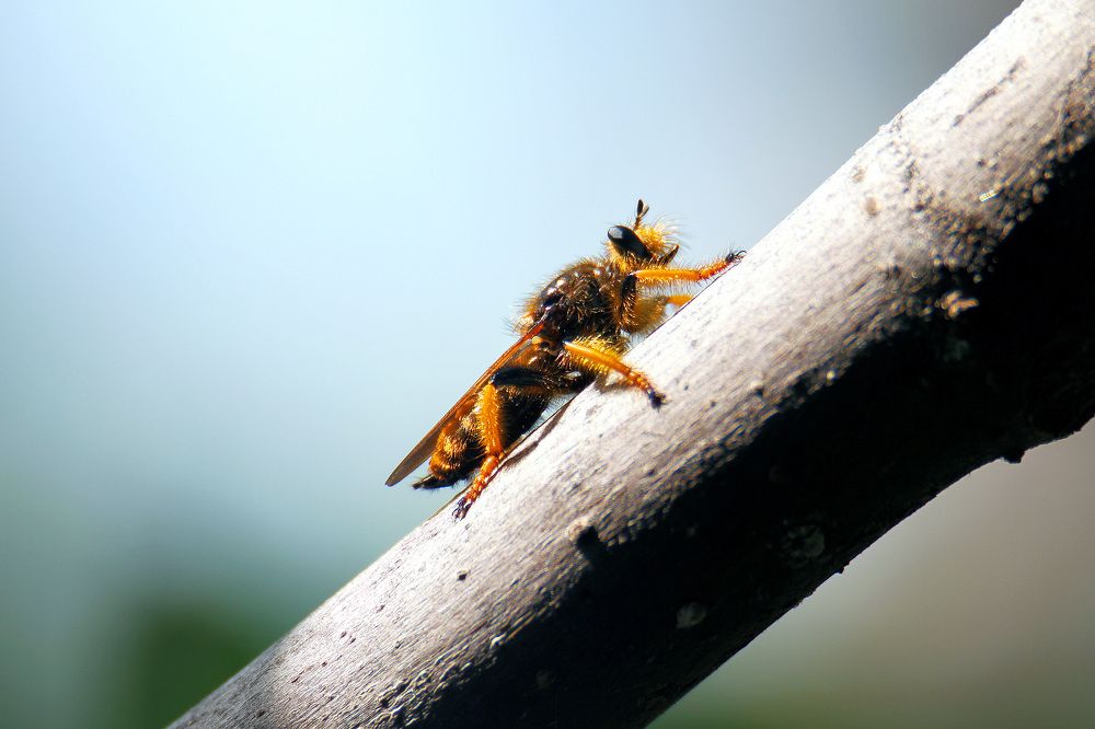 Photograph by Claudio Bonaccorsi