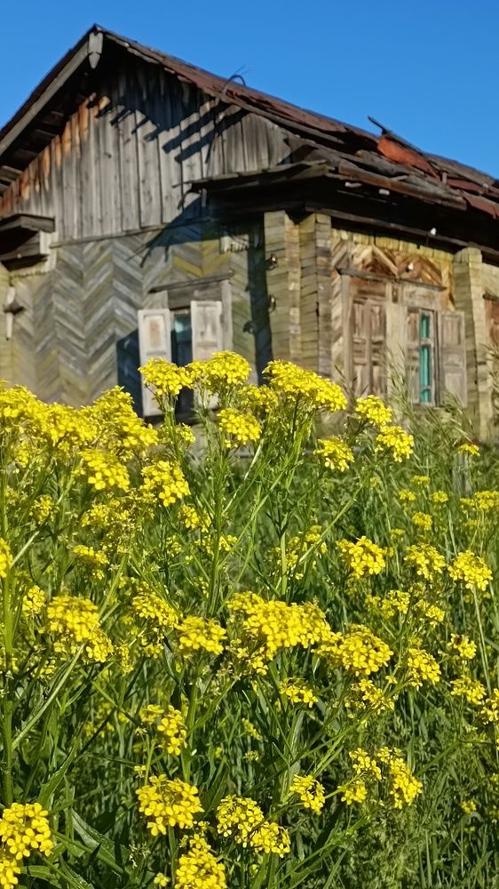 В краю родном стареют крыши