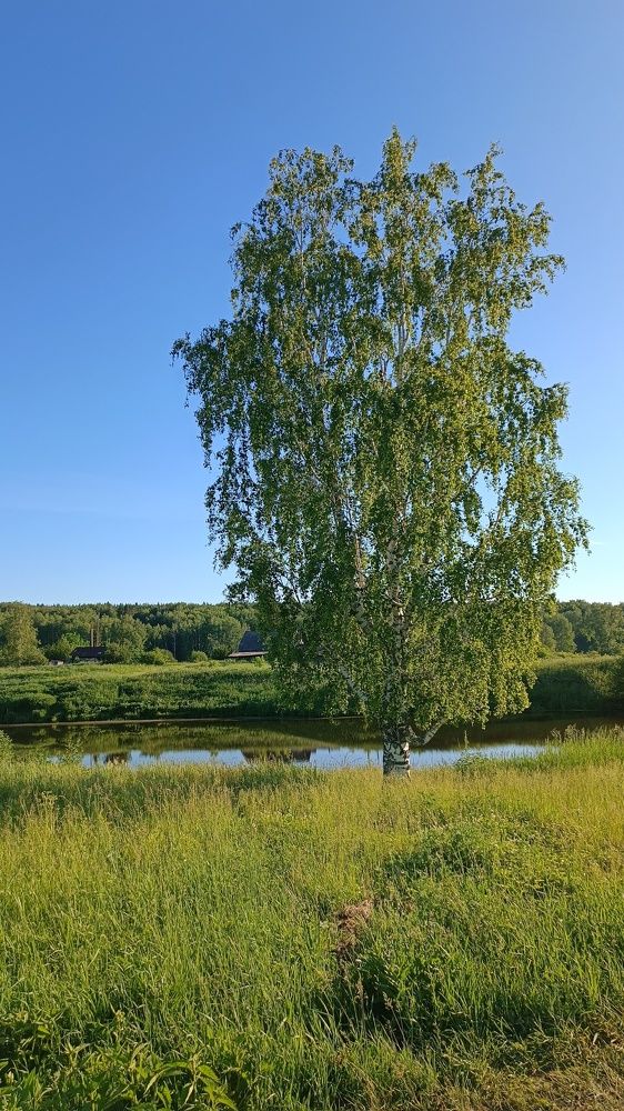 Одна одинешенька