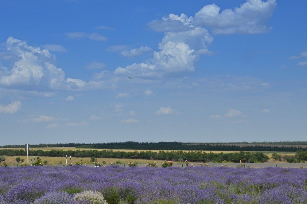 Photograph by Ольга Шевцова