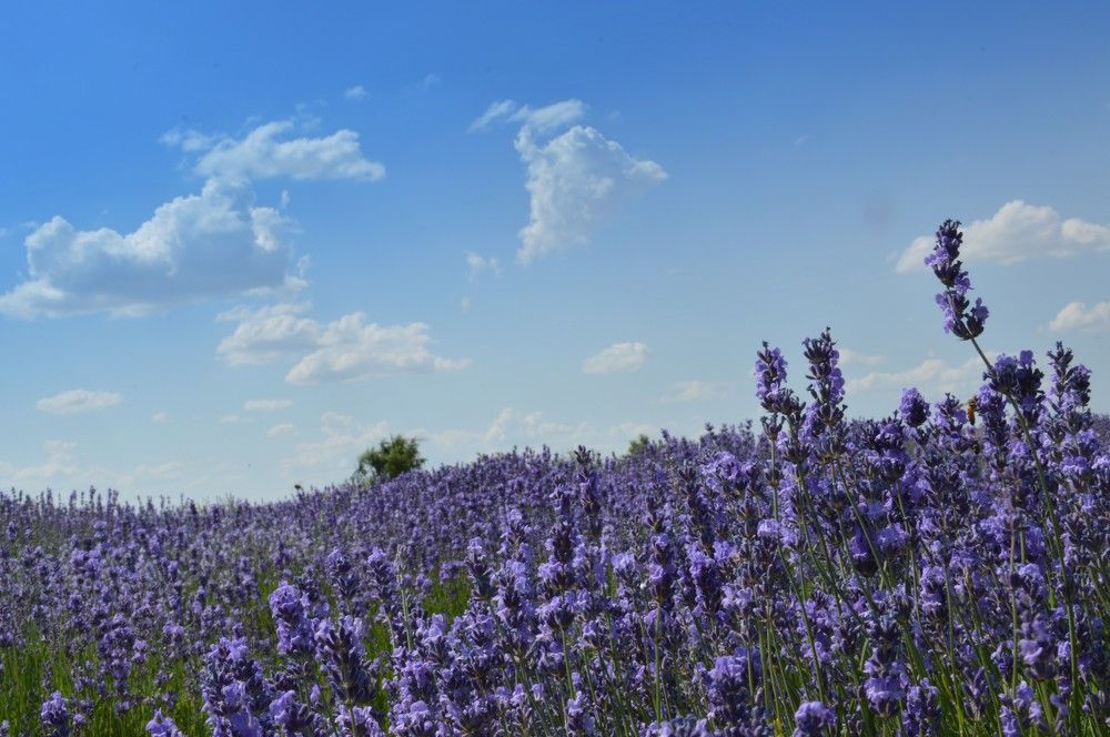 Photograph by Ольга Шевцова