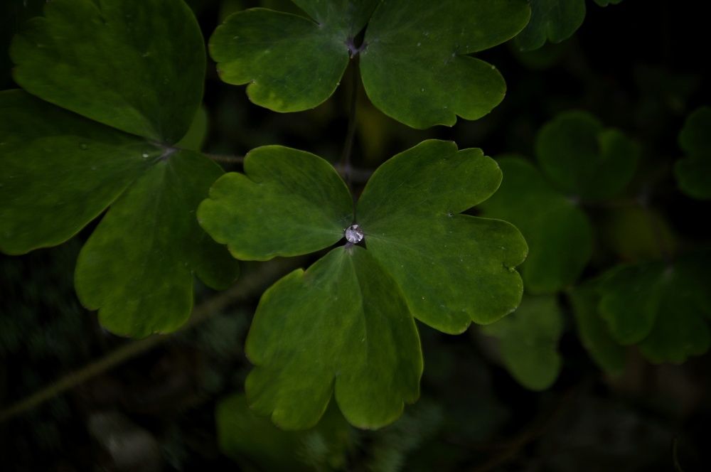 Punto luce