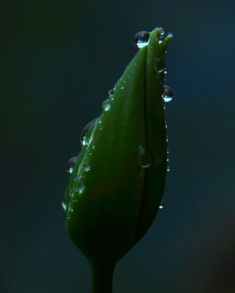 Bocciolo di tulipano