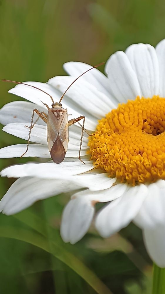 Случайный попутчик