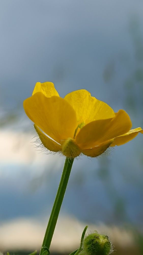 Да пробьётся солнца луч!