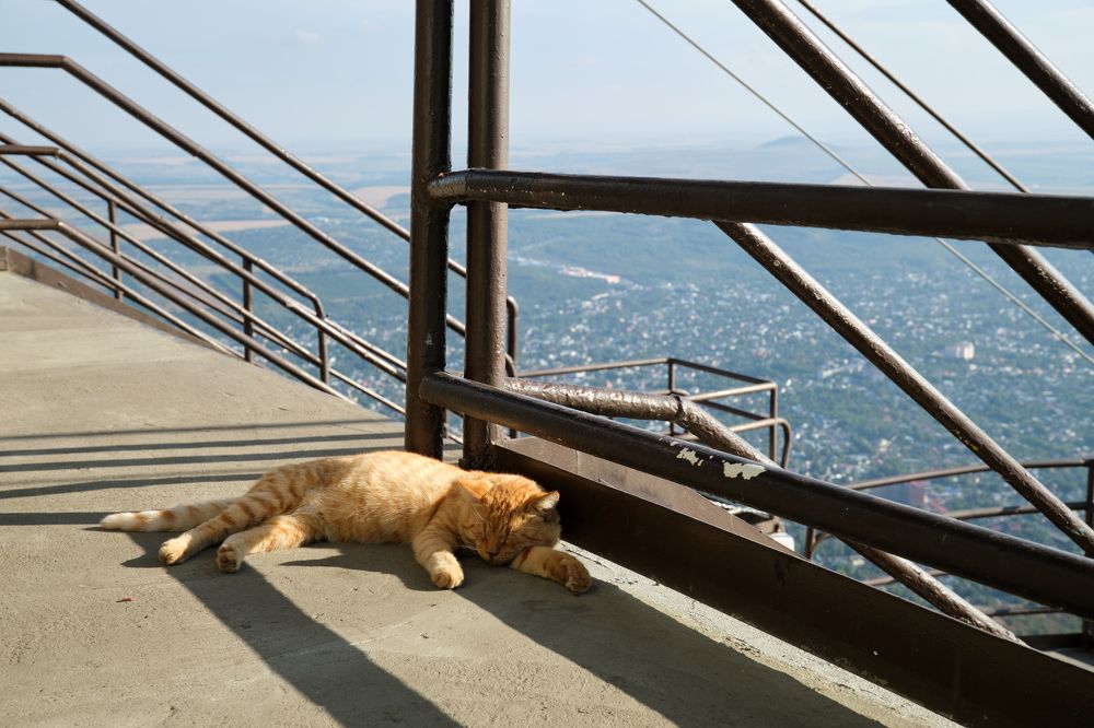 Сладкий сон на горе