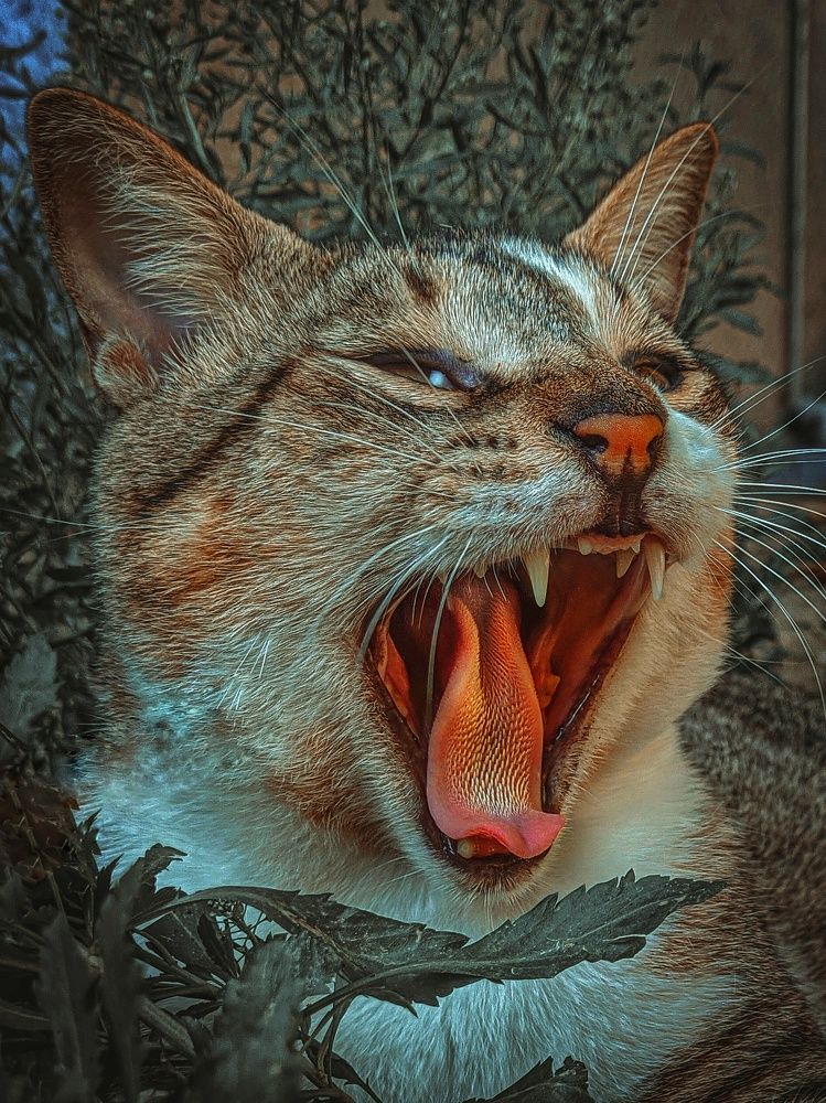 Photograph by Massiel Viguera