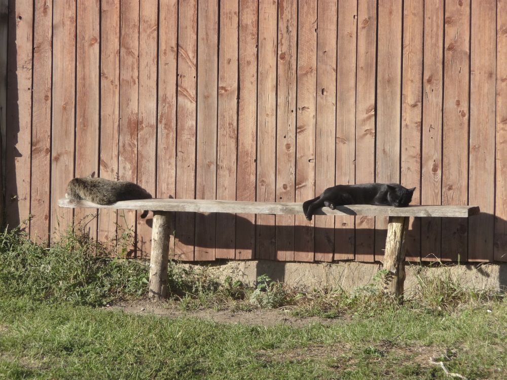 Фотография автора Клавдия Васильева