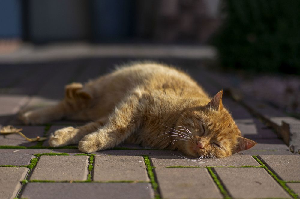 Photograph by Роман Крупченко