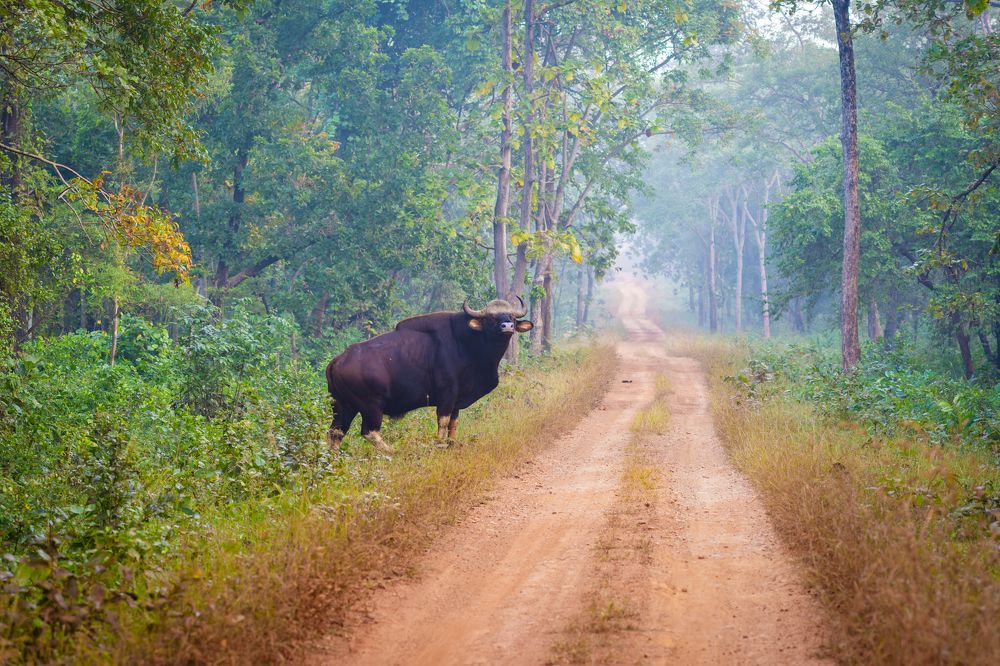 Photograph by Shubhrangshu Chatterjee