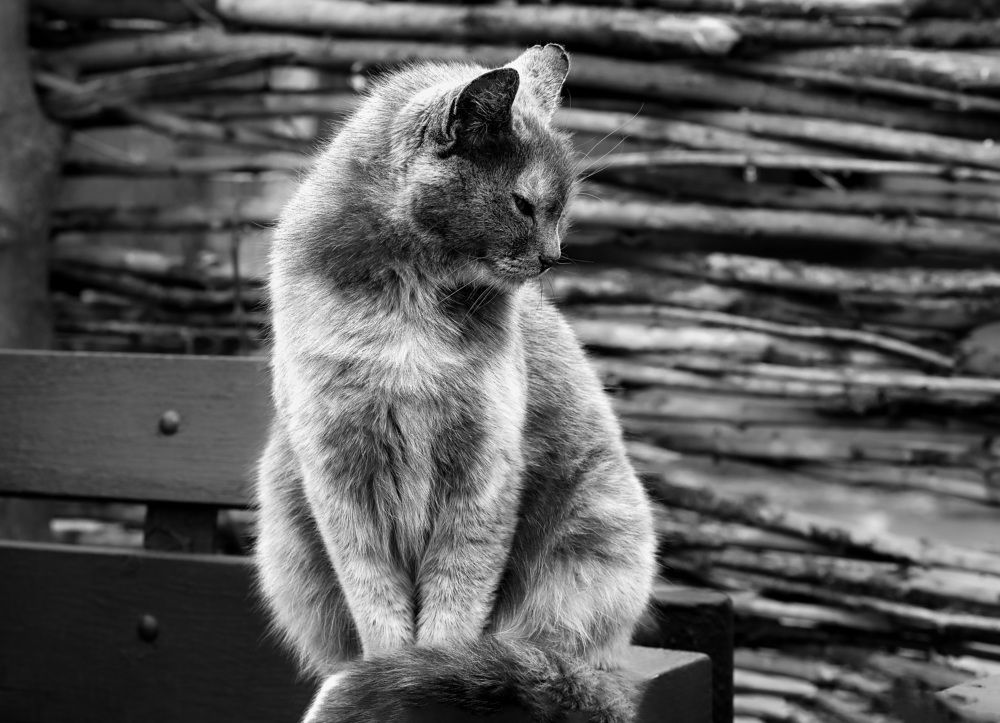 Photograph by Юлия Ковальчук