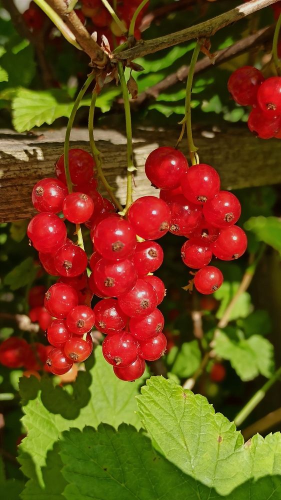 Photograph by Людмила Щуцкая