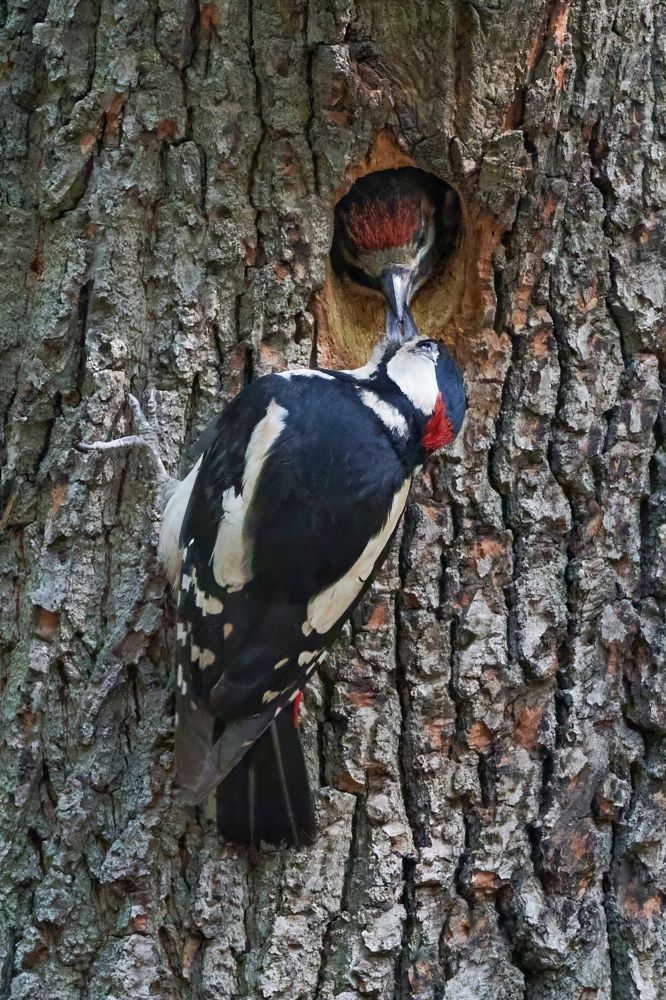 Photograph by Александр Шандов