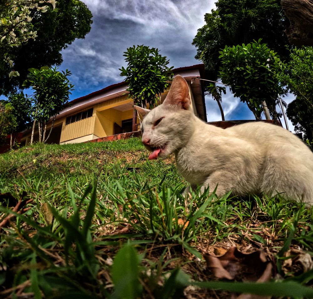 Фотография автора Hirak Mitra