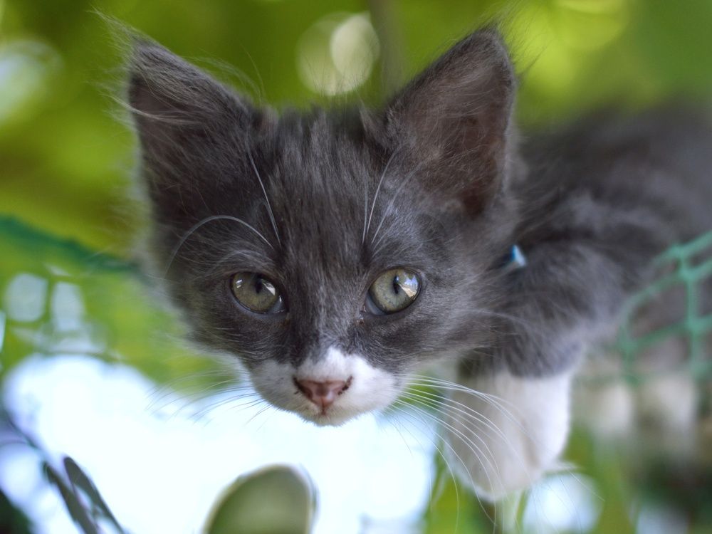 Пушистый комочек