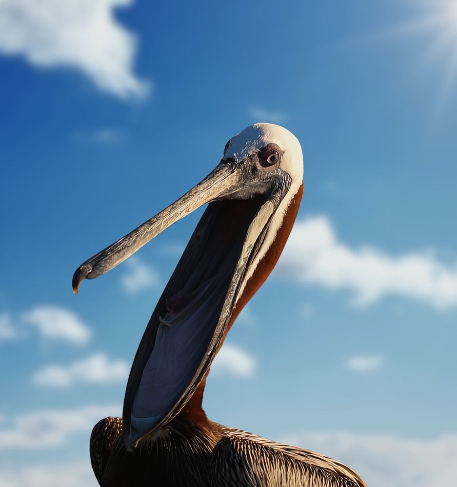 Stunning Brown Pelican
