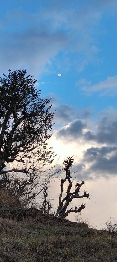 The vivid Tree