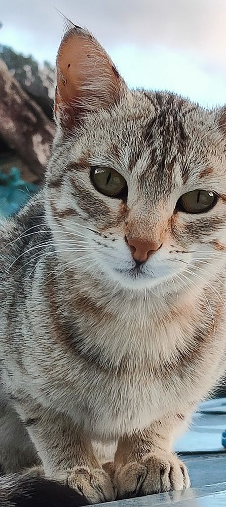 Cat - capturing moment
