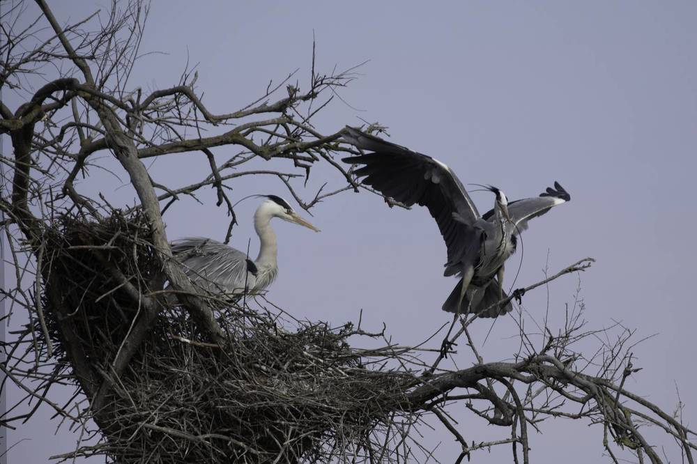 Construction d'un nid par un couple de Hérons cendrés