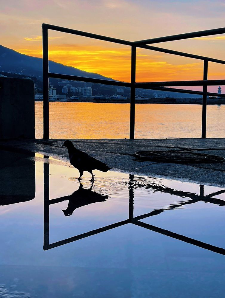 Photograph by Лиса