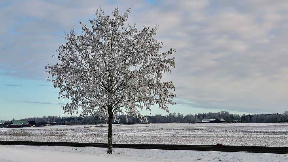 Одиночество под снегом