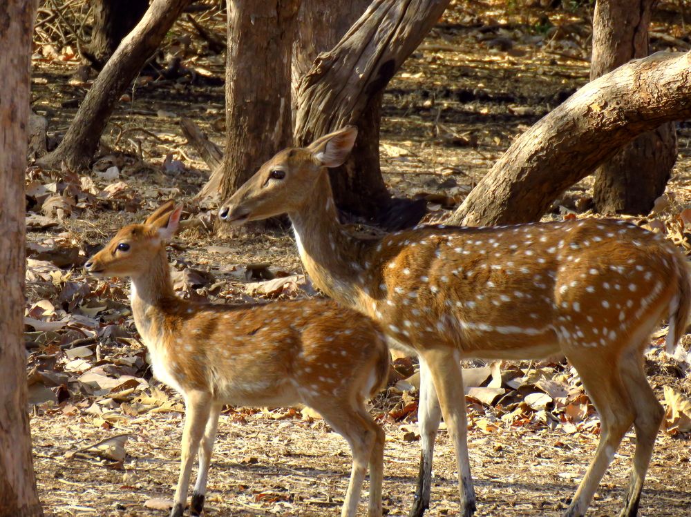 Mom & fawn looking ahead