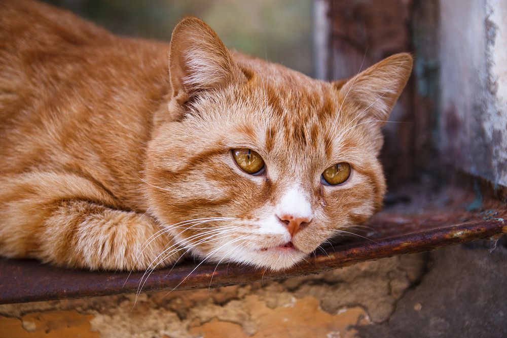 Photograph by Делана Романова