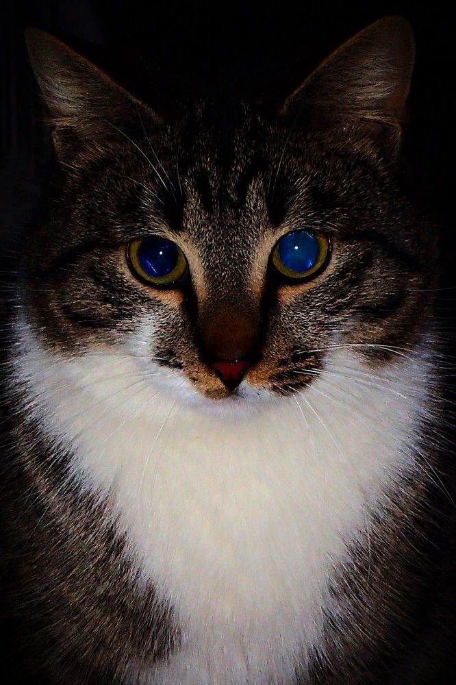 Голубоглазое котэ.