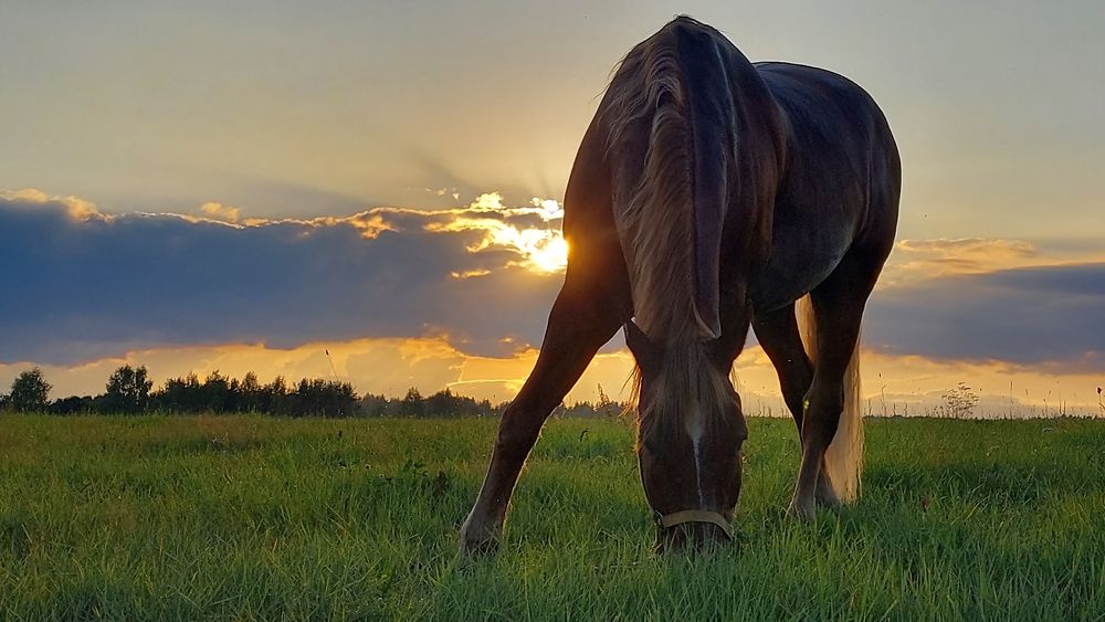 Photograph by Светлана Сипрова