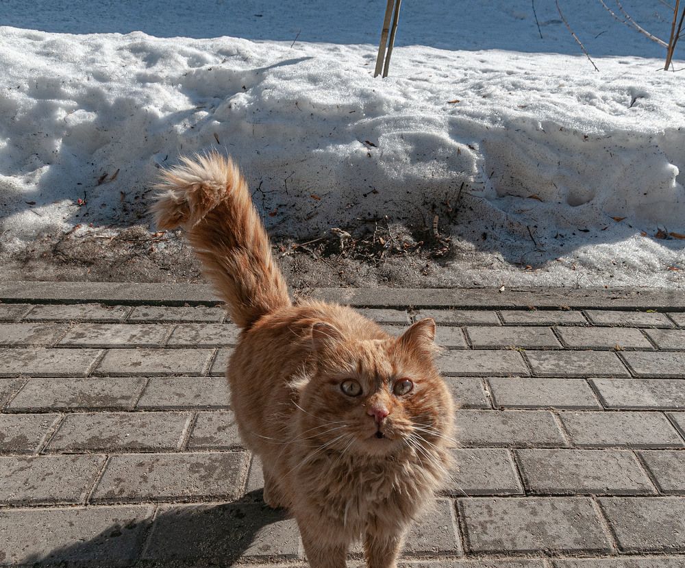 Photograph by Vladimir  Komarov