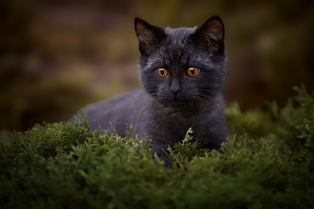 Photograph by Зайцев Игорь