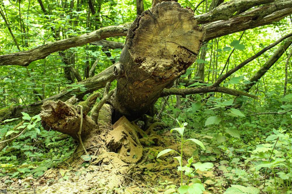 Photograph by Ирина Дмитриенко