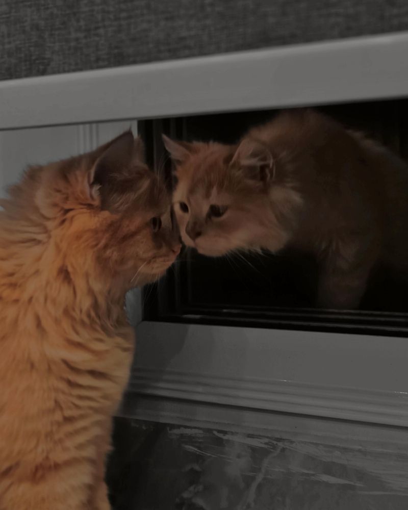 Фотография автора Muhammad Ahad