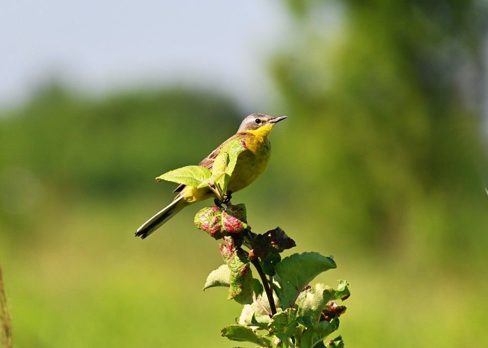 Фотография автора IRINA FILIPPOVA