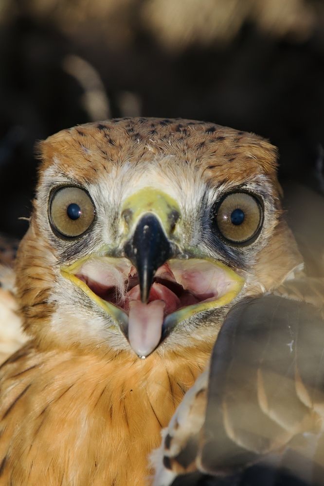 Птенец курганника