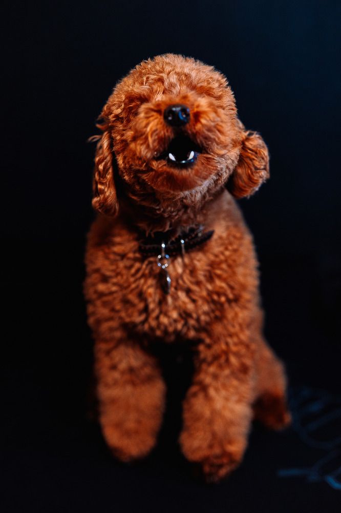 Photograph by Дмитрий Бровко