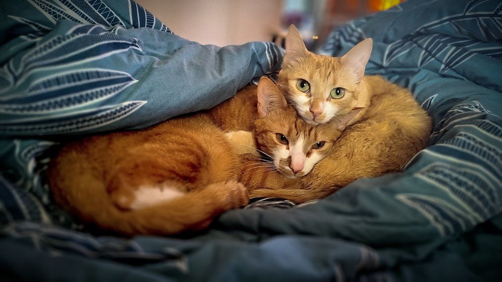 Photograph by Виктор Поздняк