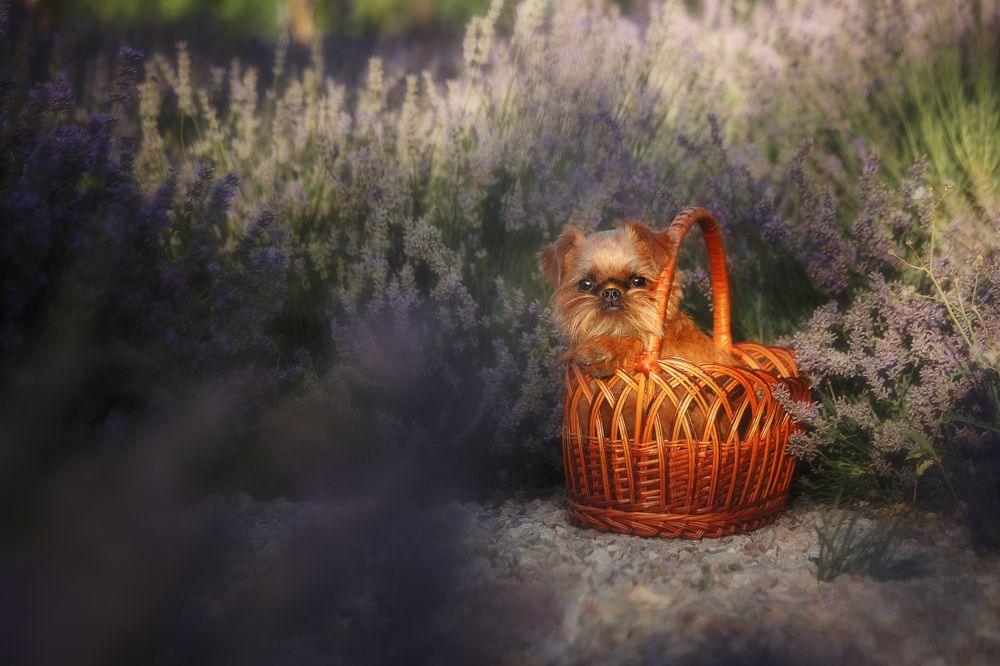 Photograph by Ирина Корх