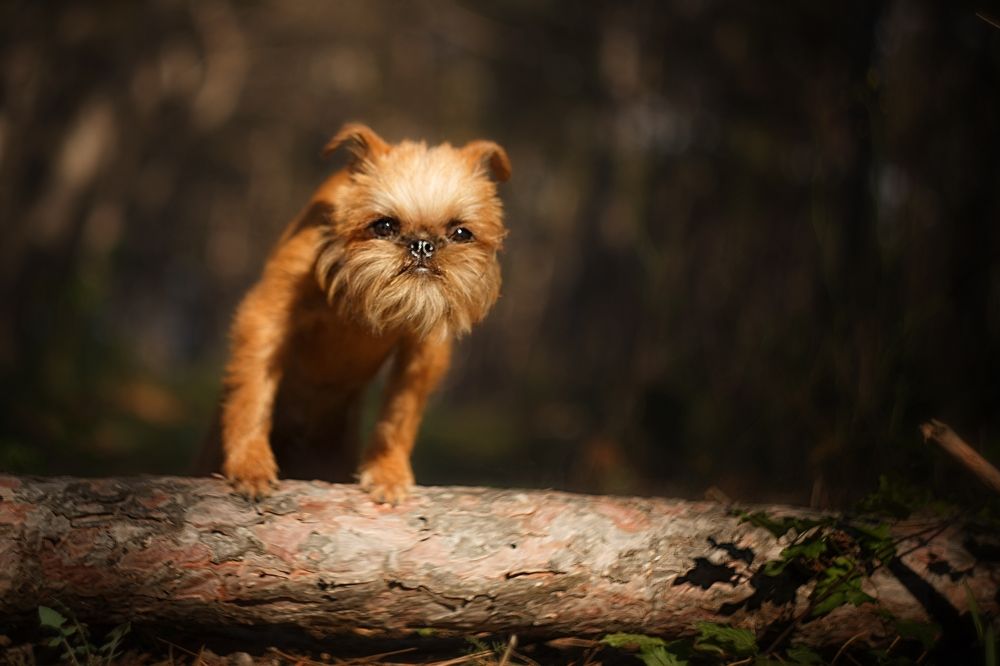 Photograph by Ирина Корх