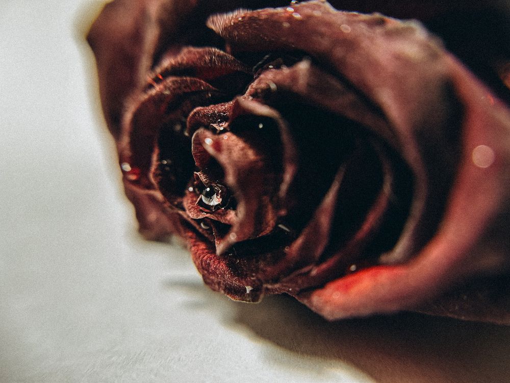 Photograph by Алёна Стародубцева