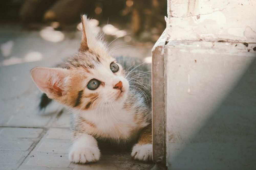 Photograph by Chau Nguyen