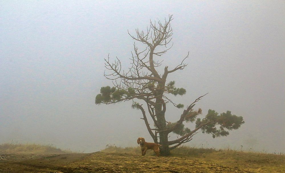 Photograph by Михаил Баевский